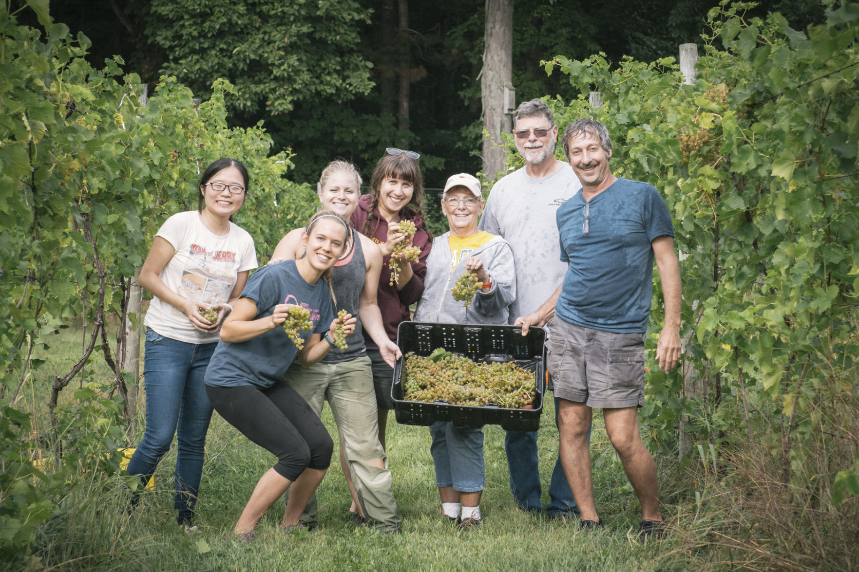 The staff of Six Mile Creek Vineyard picking white wine grapes